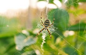 ابن سینا تنیده در تارِ عنکبوت