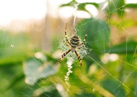 ابن سینا تنیده در تارِ عنکبوت