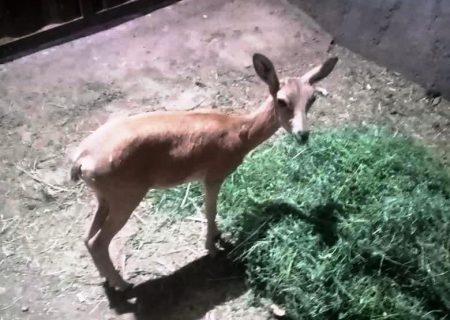 یک بزغاله زنده در بازرسی از منزلی در اردستان کشف شد