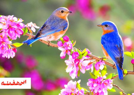 نامه ای به بهار