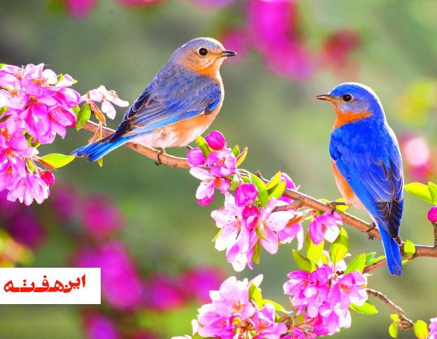 نامه ای به بهار