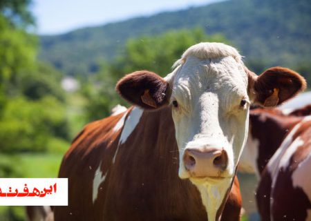 گاوی که در آخرین سال قرن دو قلو می‌زاید!!