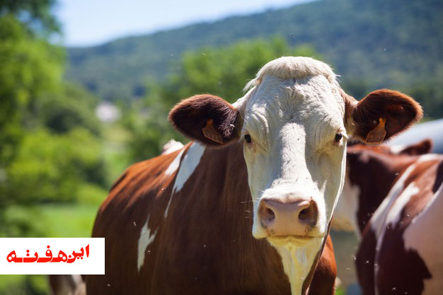 گاوی که در آخرین سال قرن دو قلو میزاید!!