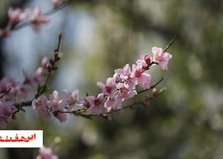 نو بهار است در آن کوش که خوشدل باشی