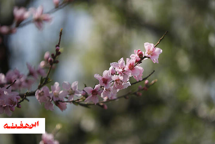 نو بهار است در آن کوش که خوشدل باشی