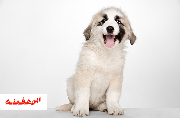 غذای ممنوعه برای سگ های خانگی