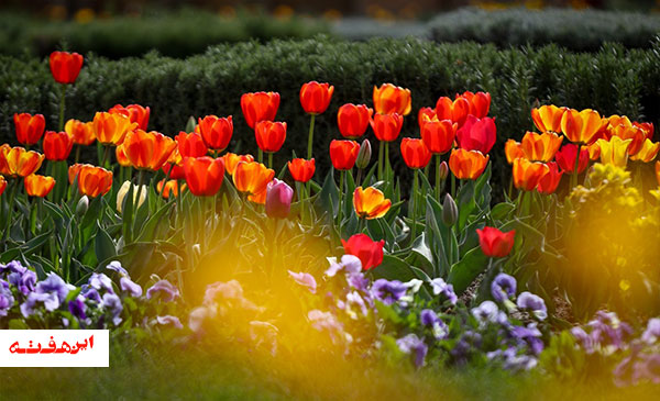 برگزاری جشنواره «گل سرخ» در عید فطر